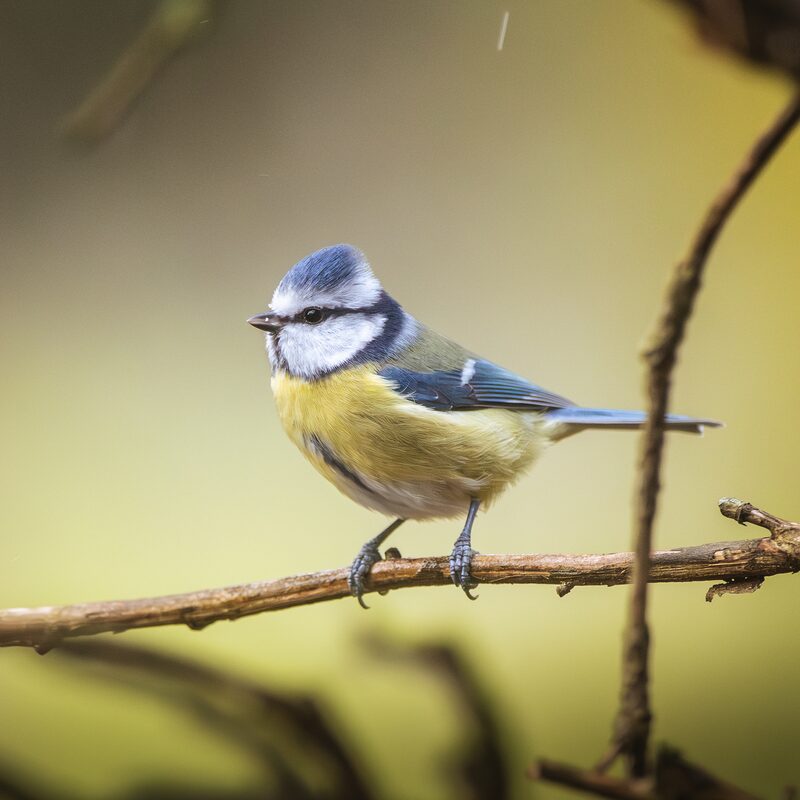 Mésange posée sur une branche dans un jardin fleuri