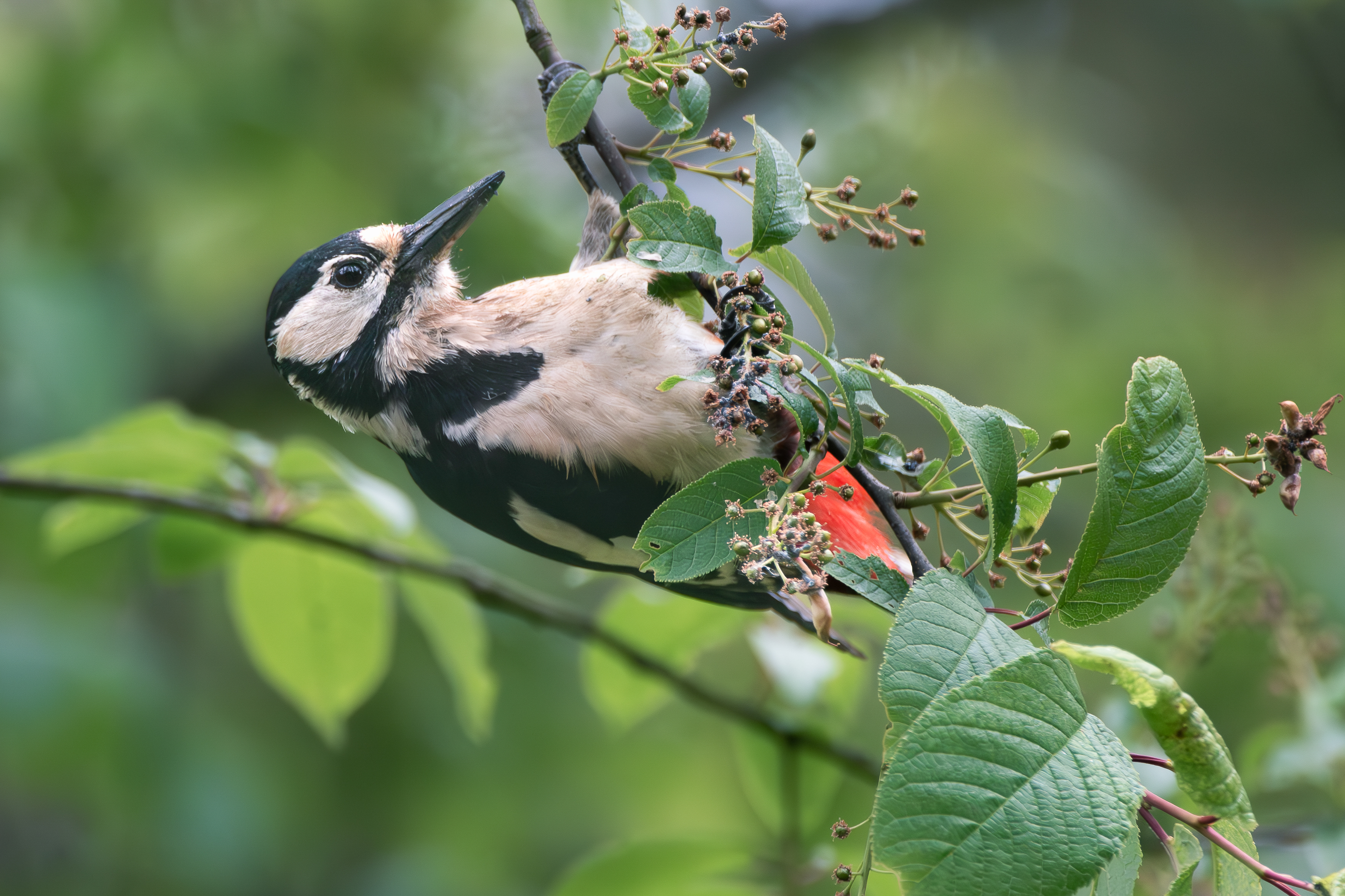 Observation nature