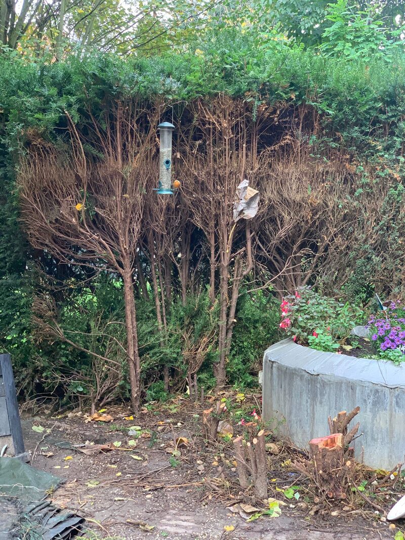 Petit jardin urbain réaménagé en refuge pour la faune locale
